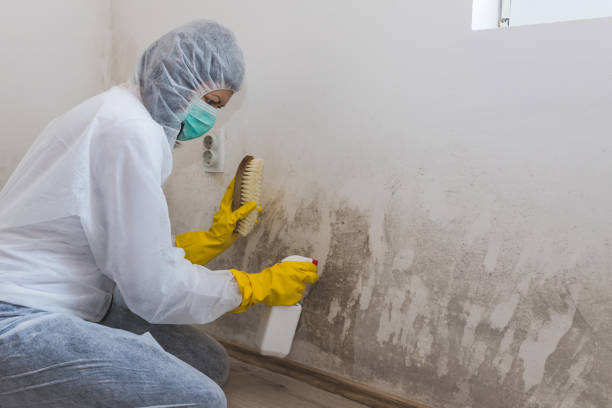 Professional Mold Remediation in Vineyard, UT