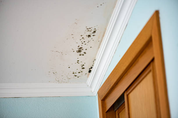 Best Residential Mold Remediation in Vineyard, UT