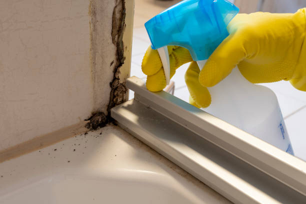 Best Residential Mold Remediation in Vineyard, UT