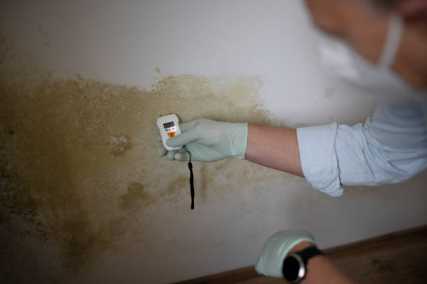 Best Residential Mold Remediation in Vineyard, UT