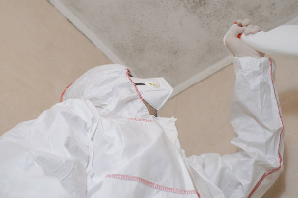 Best Health and Safety Mold Remediation in Vineyard, UT