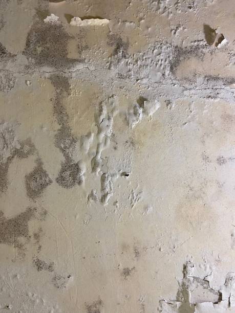 Best Basement Mold Remediation in Vineyard, UT