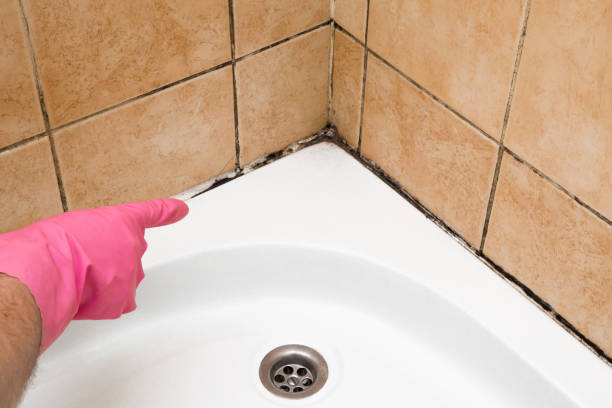 Best Preventive Mold Services in Vineyard, UT